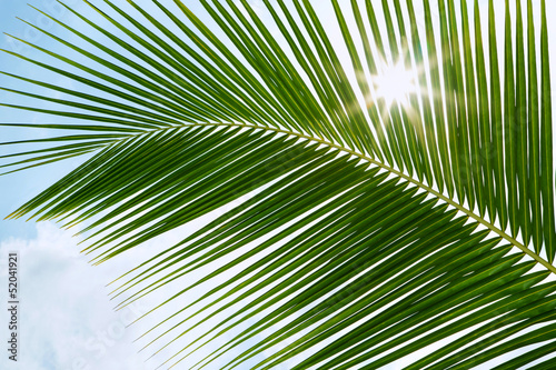 Green palm leaves in the sunshine with sunbeam