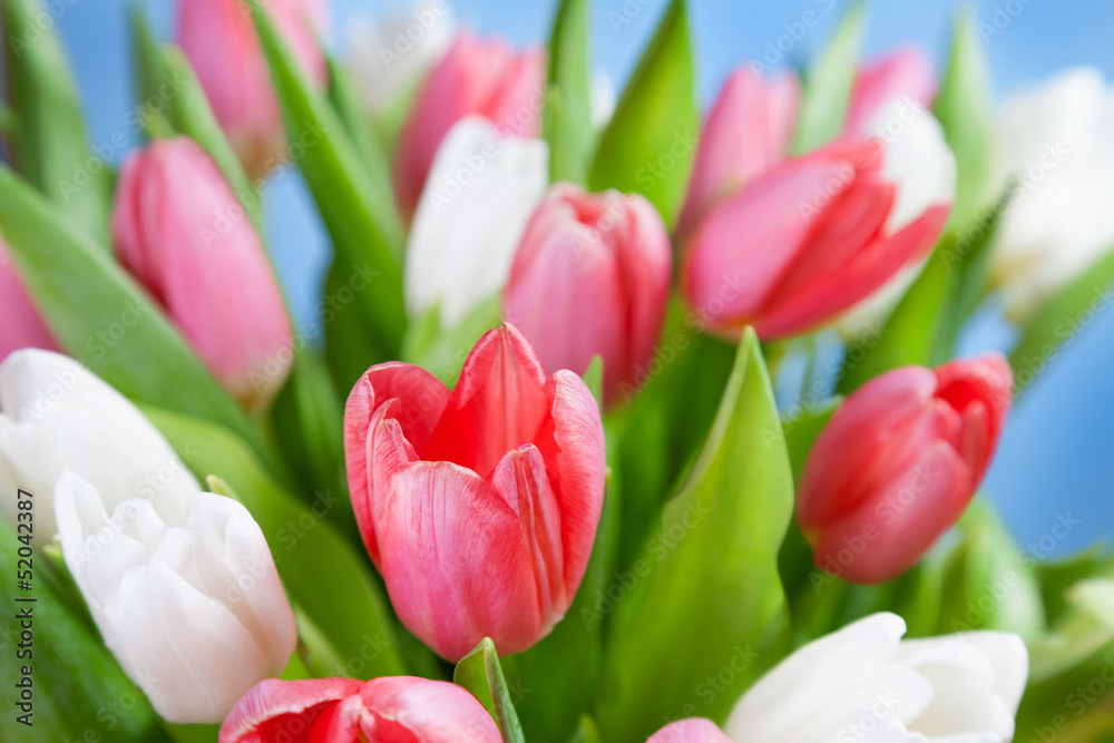 Fototapeta premium Red and white tulips