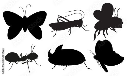 Black colored insects