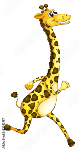 A giraffe running