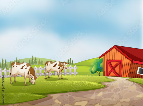 Two cows at the farm with a barn and fence