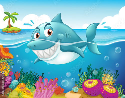 A shark in the sea with corals