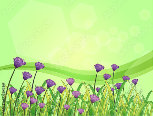Violet flowers in the garden