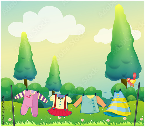Hanging clothes near the pine trees
