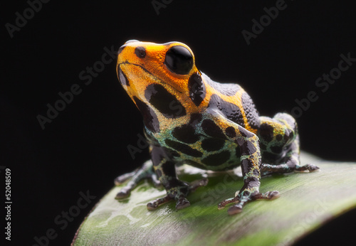 Tableau sur toile poison frog
