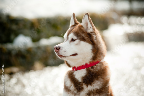 siberian husky