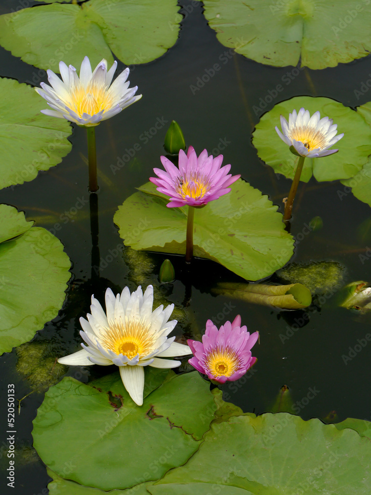 Water lily in Lotus Museum, Thailand. Water lily in Lotus Museum, Thailand.