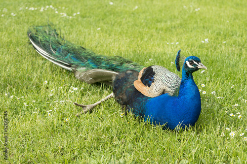 Paon allongé sur l'herbe