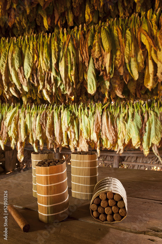 Wallpaper Mural Cuban cigars in drying house Torontodigital.ca