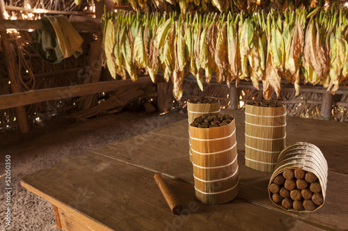 Cuban cigars in drying house