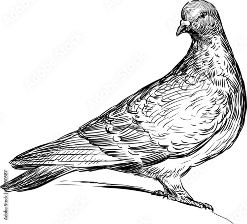 pigeon