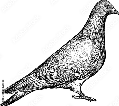 dove