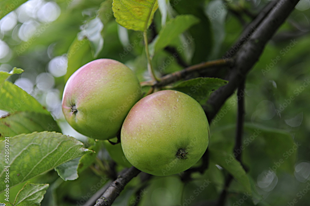 Obraz premium Dwa jabłka