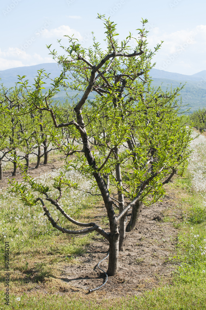 Fototapeta premium Young cherry trees