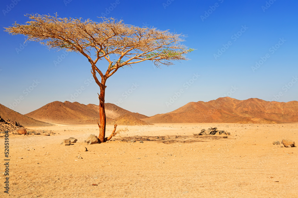 Idyllic desert scenery with single tree, Egypt - obrazy, fototapety, plakaty 