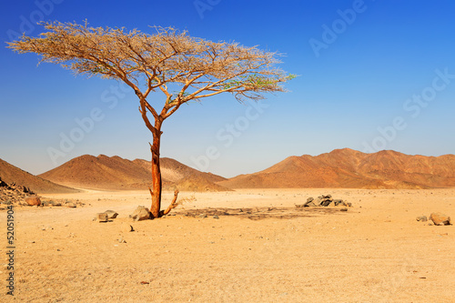 Idyllic desert scenery with single tree  Egypt