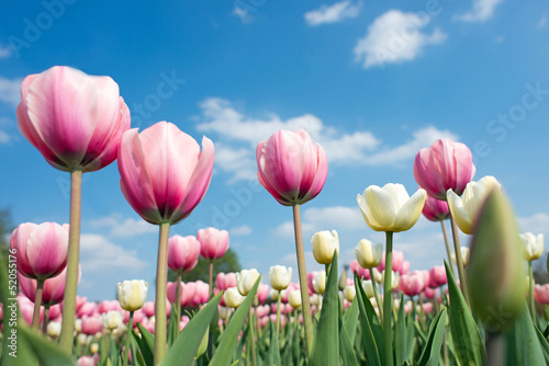 Pink tulips on a background of the sky