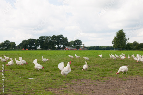 Biological chicken