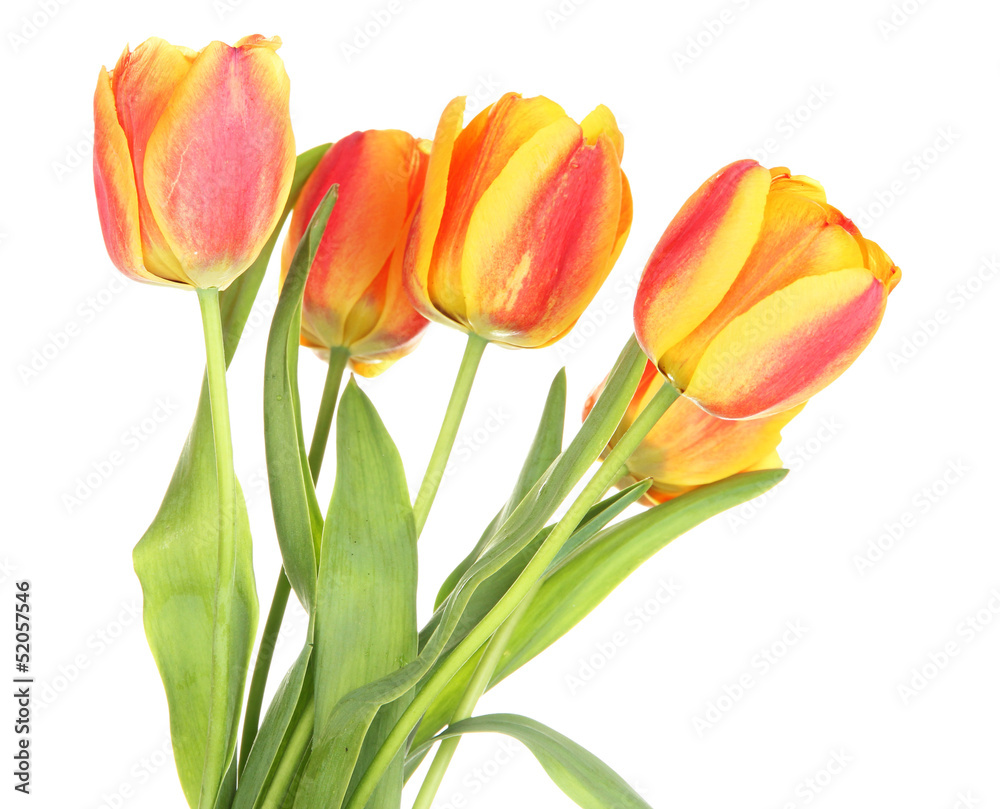 Beautiful orange tulips isolated on white