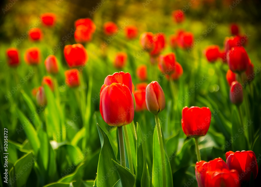 Fototapeta premium red tulips