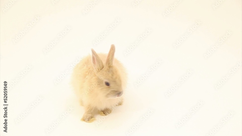 Rabbit in studio Rabbit in studio