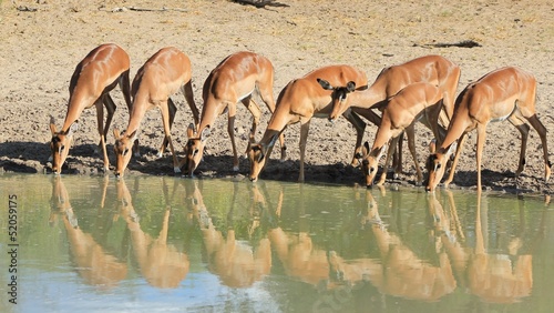 Impala reflection of red, family time - African Wildlife