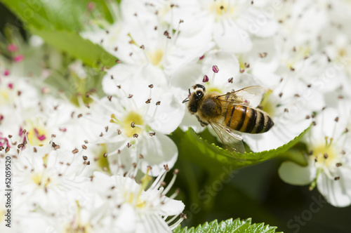 Bee on hawthorn flowers