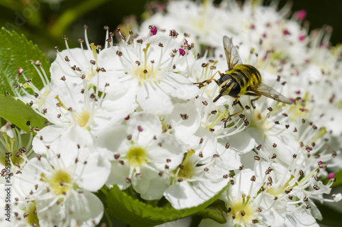 Hoverfly on hawthorn flowers