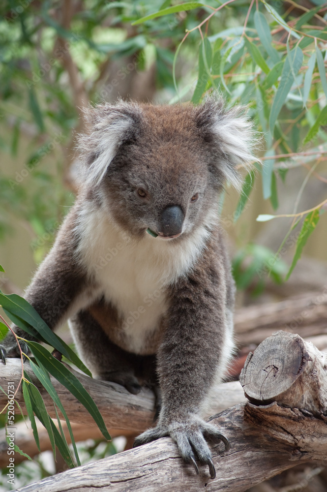 Fototapeta premium native Australian Koala