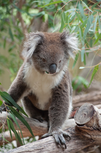 native Australian Koala