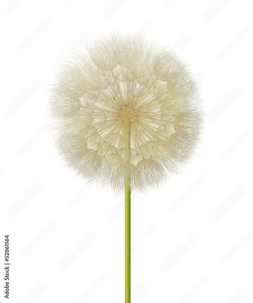 Fototapeta premium Dandelion Seed Head