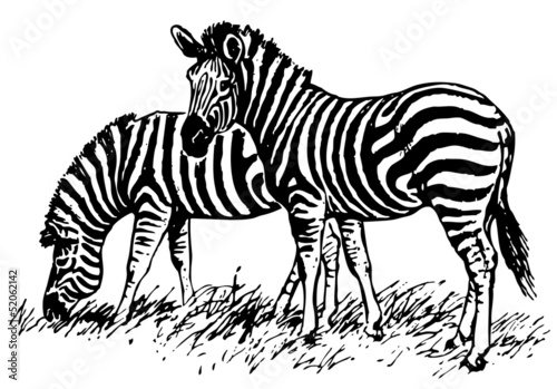 Zebras