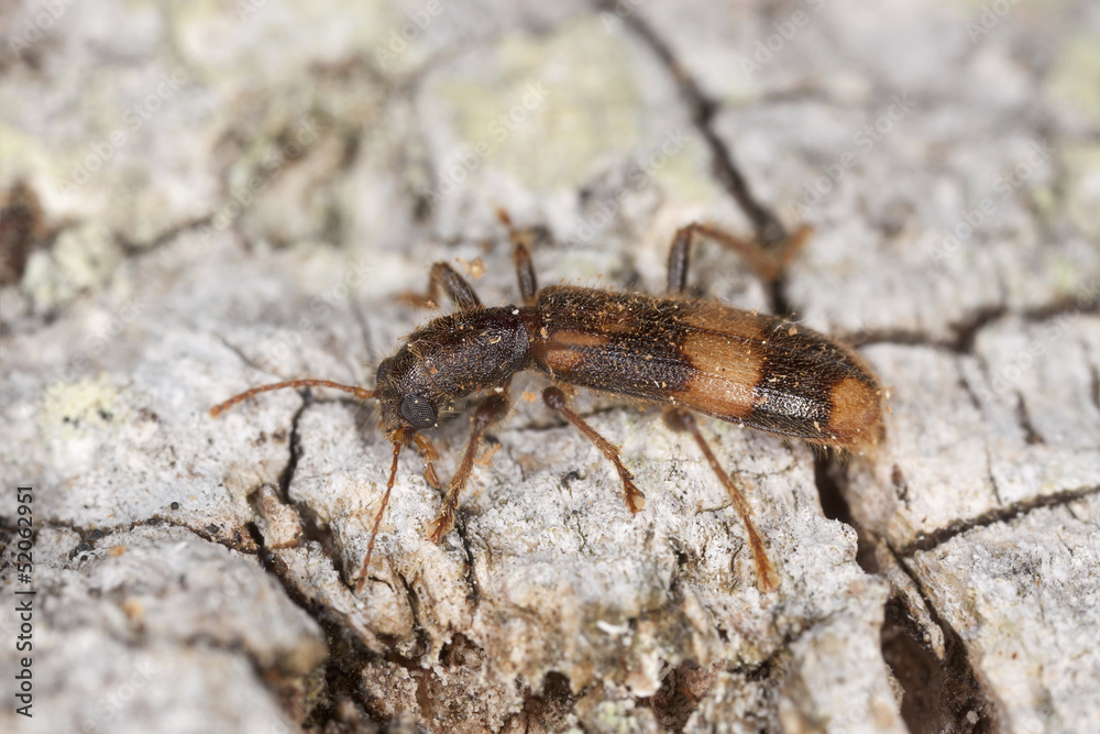 Opilio mollis on oak wood, extreme close-up Opilio mollis on oak wood, extreme close-up