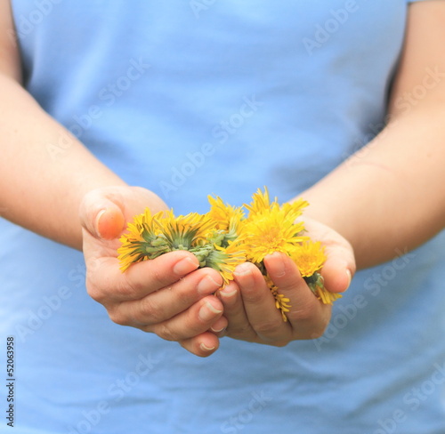 Mani con fiori di tarassaco photo