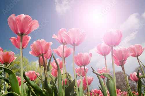 Pink tulips