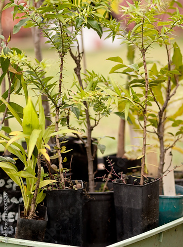 Australian tubestock native nursery plants