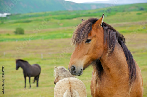Fototapeta Naklejka Na Ścianę i Meble -  Icelandic Horse