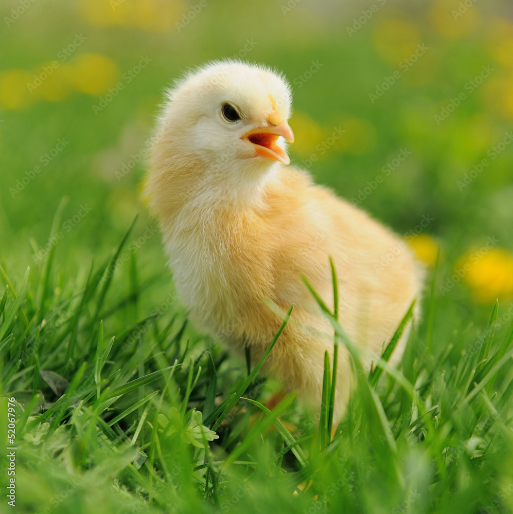 Little chicken on the grass