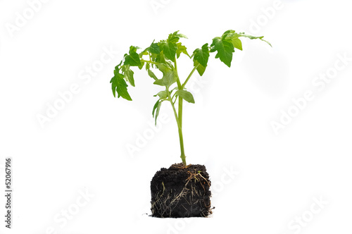pied de tomate