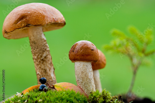 Season for mushrooms
