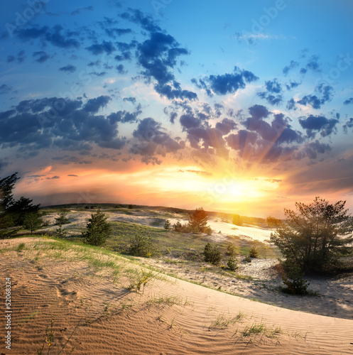 Vegetation in the desert