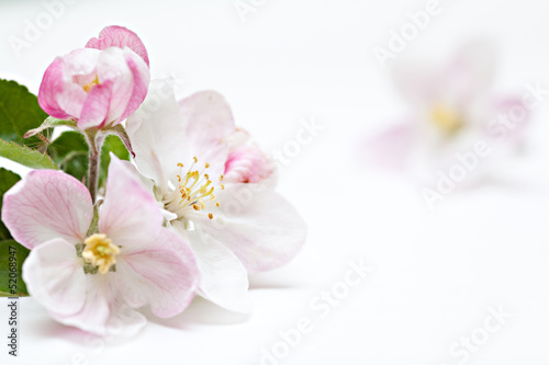 Fototapeta Naklejka Na Ścianę i Meble -  apple tree flowers on white