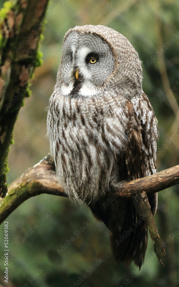 Obraz premium chouette lapone perchée