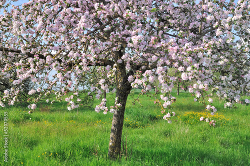 floraison d'un pommier
