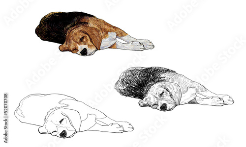 Beagle is laying down and almost fallen asleep.