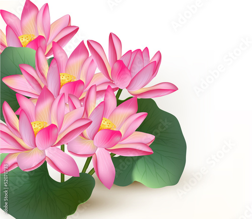 Background with pink vector lotus flowers on a white