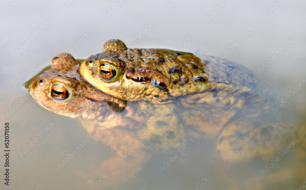 Obraz premium toad, Bufo bufo, in a pond