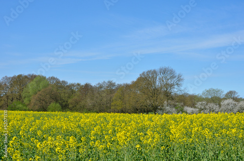 Field of Rape with trees in background © pauws99