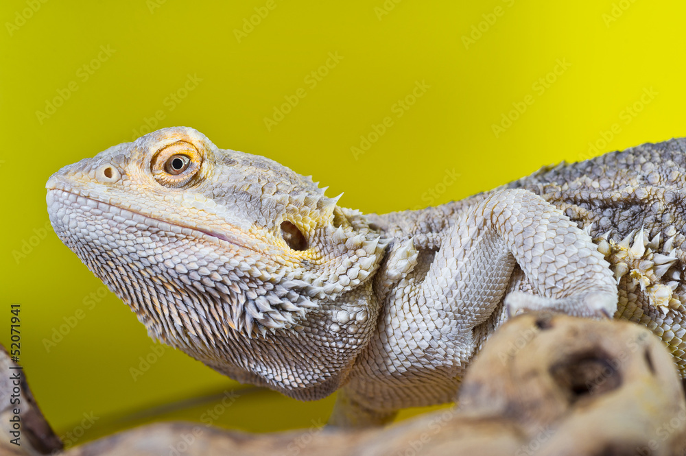 Bearded dragon reptile lizard on a branch on yellow background