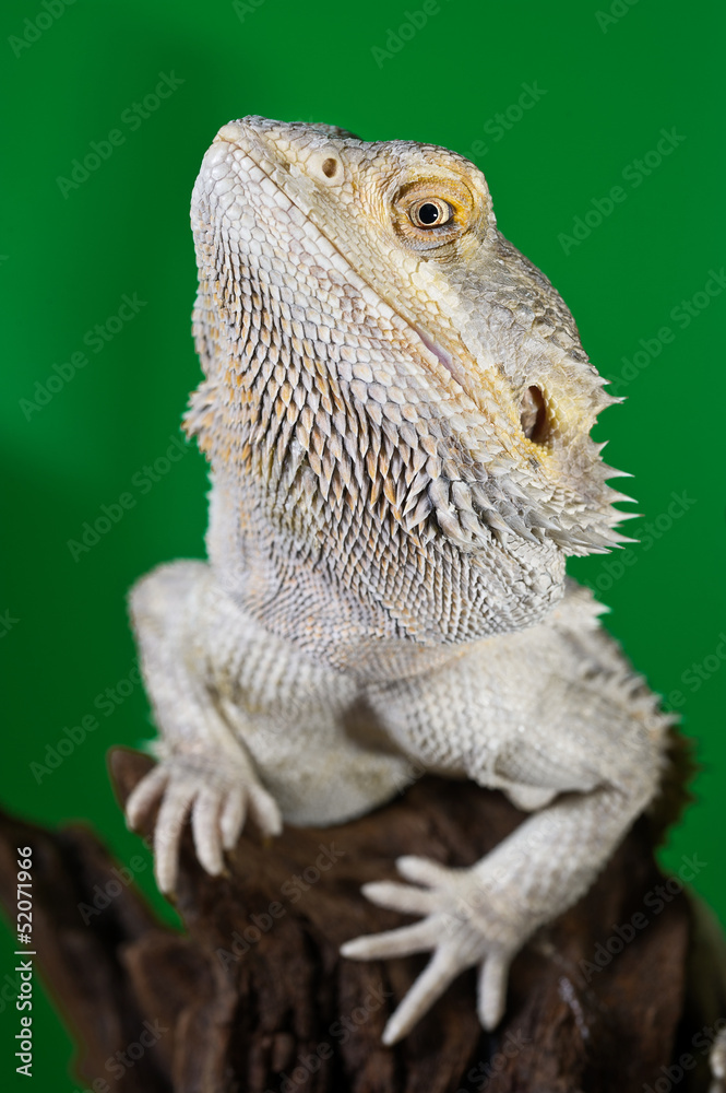 Green Bearded Dragons